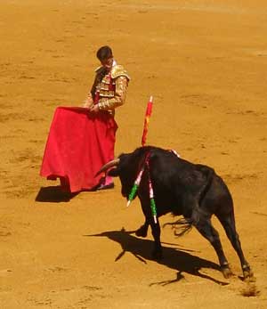 Bull and bullfighter