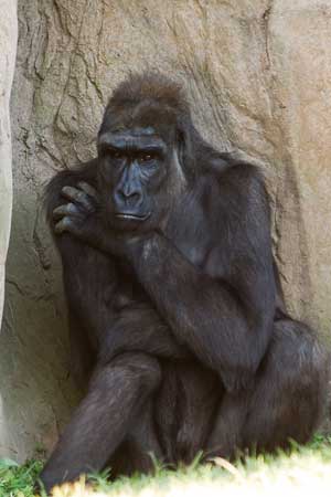 Gorilla in thoughtful pose