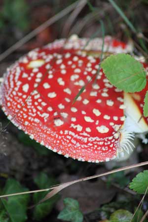 Poisonous mushroom